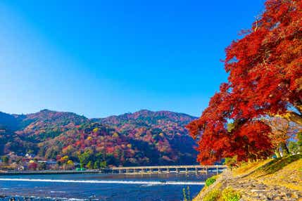 【東京駅・品川駅・新横浜駅発】 京都紅葉・嵐山と世界遺産天龍寺 日帰り
