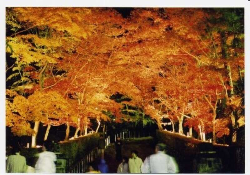 【千葉県内発】 紅葉に染まる晩秋の越後～清津峡・美人林・長岡もみじ園・松雲山荘ライトアップ～２日間1