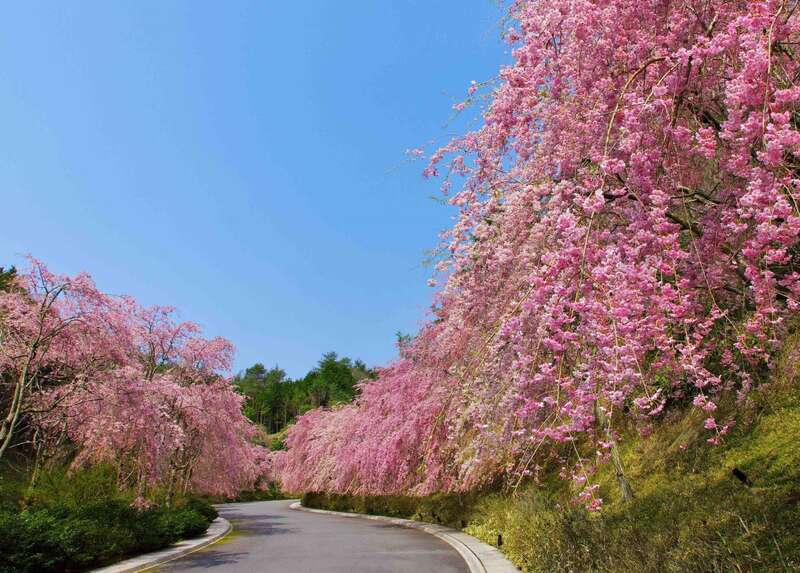 【和歌山県内発】 こんな旅してみたかった　春色感じる・・・おもてなしミステリーツアー　日帰り1