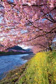 【新大阪駅・京都駅・米原駅・名古屋駅発】 「河津桜まつり」＆「熱海梅園梅まつり」の競演と富士山を望む駿河湾横断クルーズ・横浜・鎌倉3日間