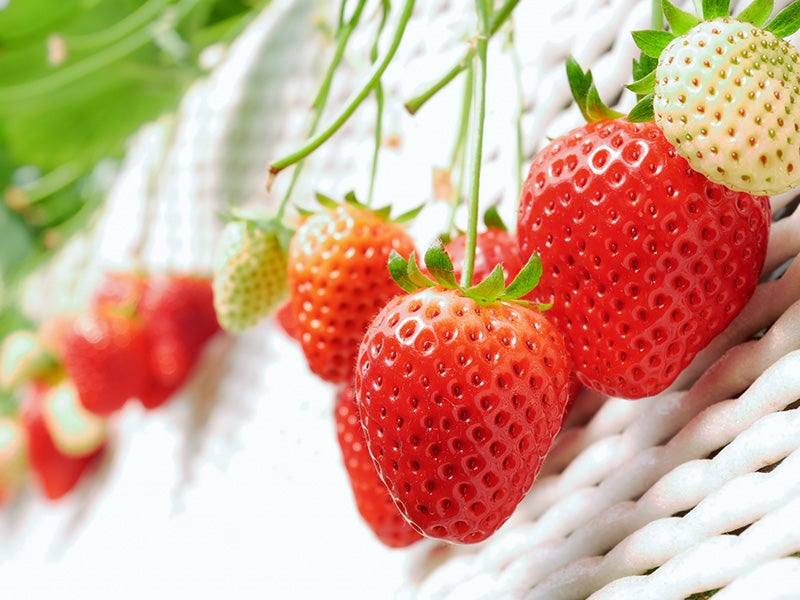 【新宿発】『8,000円台～ぶっ飛び格安』「いちご狩り食べ放題🍓」×「伊香保温泉♨」散策×東洋のナイアガラ「吹割の滝」×大人気道の駅×昼食「特選牛すき焼き」 群馬グルメ旅♪1