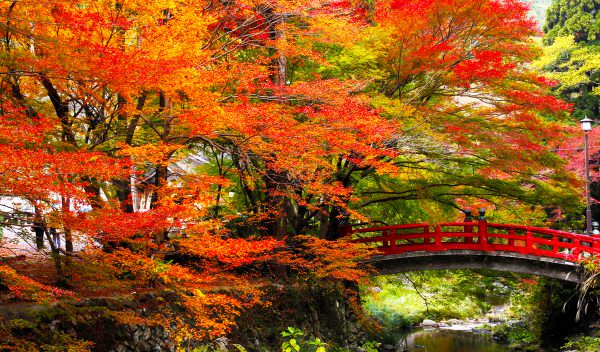 【下関・新下関発】秋色の大寧寺と黄波戸温泉リトリート悠久の季日帰り3