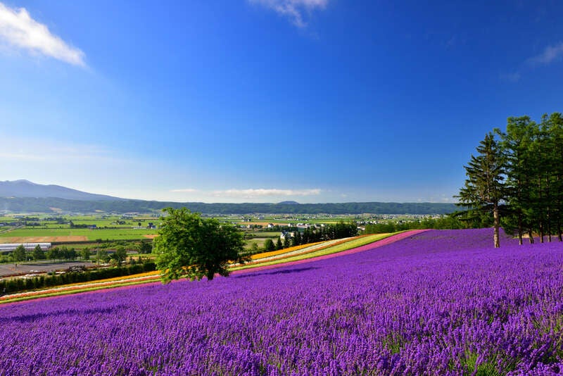 【福岡空港発】 ラベンダー咲くベストシーズン富良野・美瑛！新富良野プリンスホテルに泊まるときめき体験３日間3