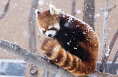 ★全日出発決定★行動展示で人気の旭山動物園と流氷を砕きながら進む姿は圧巻！新造船・流氷砕氷船『ガリンコ号III・IMERU』でサンセットクルーズを楽しむ欲張りプラン2