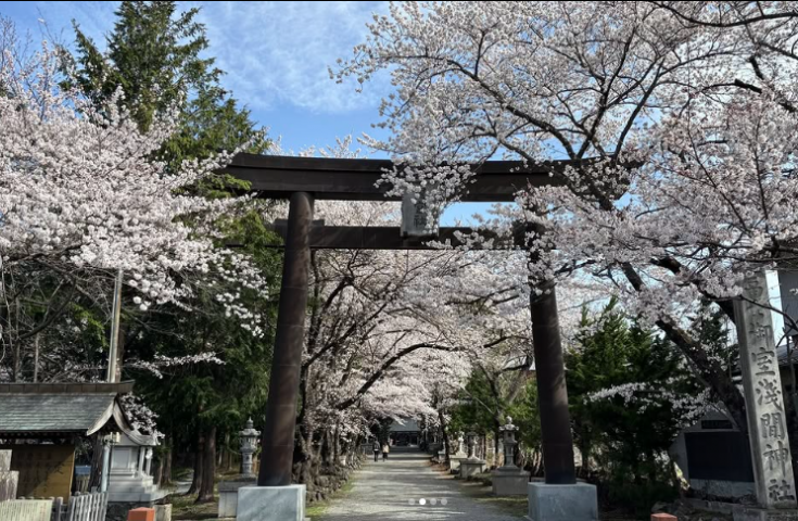 [西船橋/東京発]春爛漫！『富士・河口湖さくら祭り』の絶景散策と黄金の七福神×富士山最古の神社を参拝♪豪華ズワイガニ食べ放題＆本格山梨ワインも味わう開運美食お花見ツアー！3