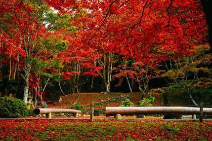 2大紅葉めぐり！赤の絨毯！鶏足寺「もみじの旧参道」とマキノピックランド「メタセコイア並木」の紅葉【河内磐船・枚方市・JR高槻】