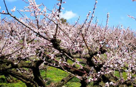 【出雲・松江・米子発】2,000本の梅の里・野花(のきょう)梅渓ウォークと用瀬(もちがせ)優美な雛飾り 日帰り