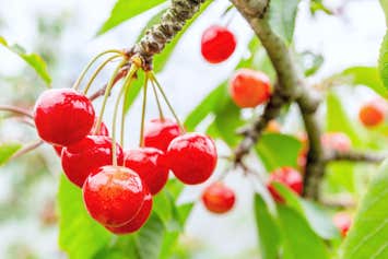 『秋保温泉の「5つ星の宿」緑水亭に約17時間滞在　山形の開発農園で食す「大将錦」サクランボ狩り　2日間』＜ゆったり旅・プレミアムステージ＞