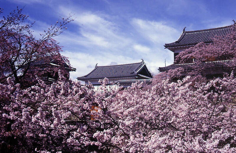 【群馬県内発】 日本三大夜桜「高田城址ライトアップ」 「国宝・松本城」※1「上田城跡公園」「小諸城址懐古園」　信越４つの名城桜めぐり ２日間2