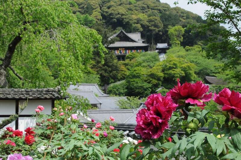 【愛媛県内発】 関西花めぐりと天空の大パノラマ「びわ湖テラス」 ３日間1