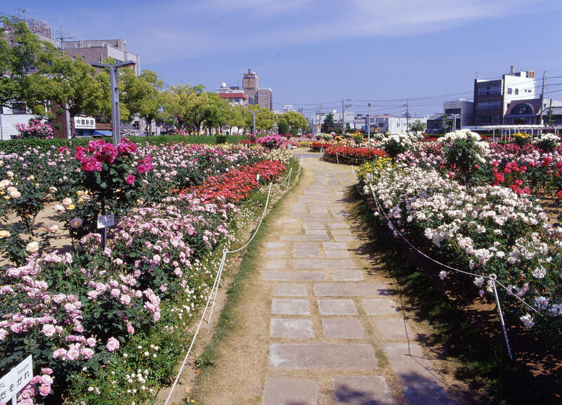 【出雲・斐川・松江・米子発】福山バラ祭りと倉敷 お散歩旅　日帰り1