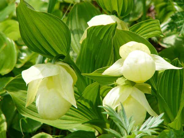 【栃木県内発】 往復「稚内空港」利用！利尻・礼文・稚内３日間 　花ガイドとめぐる花の楽園3