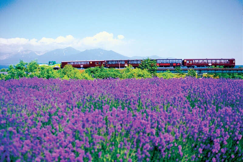 【茨城県内発】 ラベンダーの富良野＆花のじゅうたん美瑛と旭山動物園・小樽　登別＆層雲峡温泉に宿泊３日間　現行車両での運行は今年がラストラン「富良野美瑛ノロッコ号」に乗車1