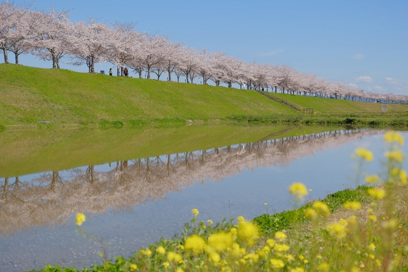 【鳥取駅南口発】 北条鉄道お花見列車とおの桜づつみ回廊・チューリップまつり　日帰り3