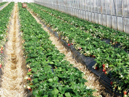 中部発　日帰り　おちょぼさん詣りと糖度１３度の「奇跡のいちご」美人姫のいちご狩り3