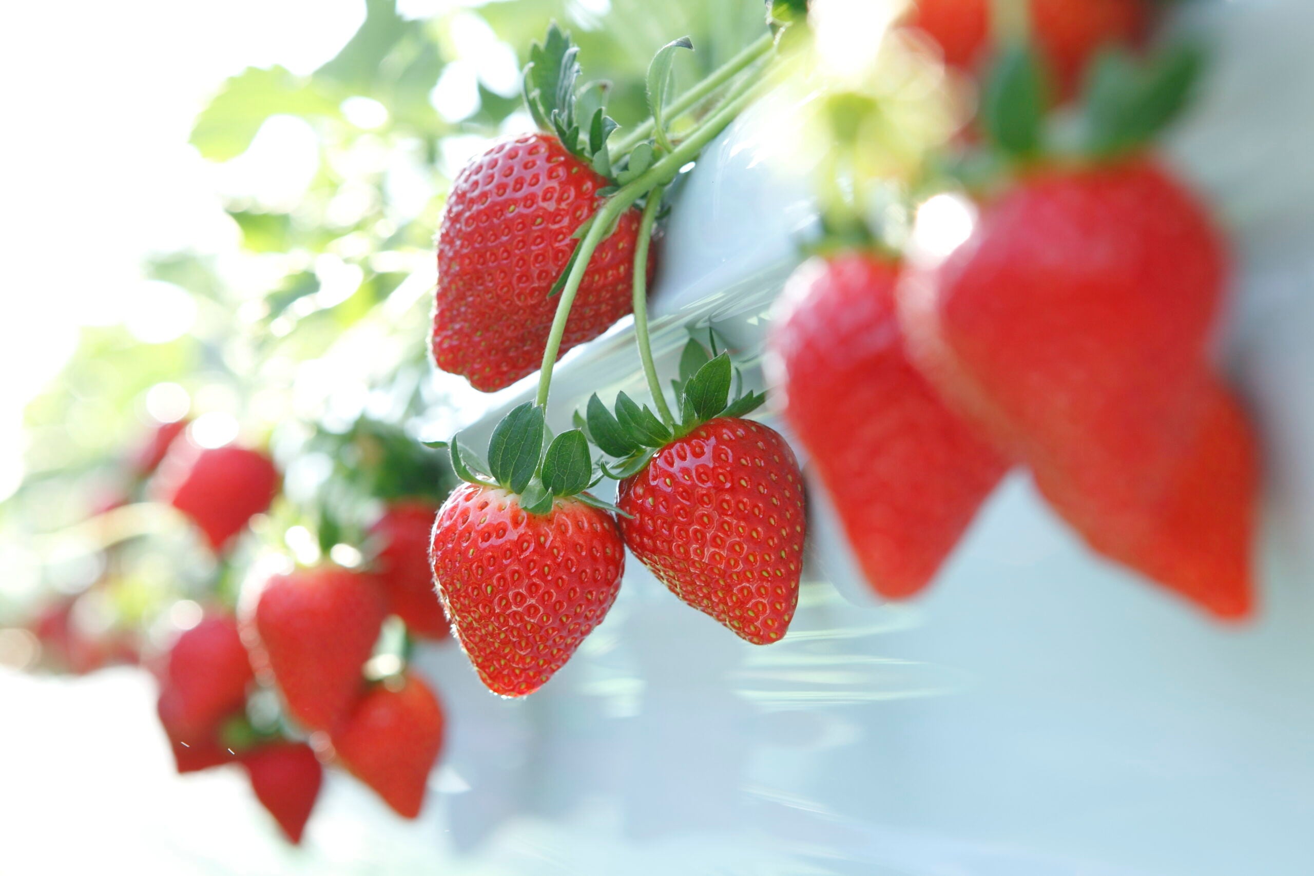 鳳凰の旅【京成船橋発】那須高原和牛のハンバーグランチ＆とちおとめ食べ放題＜コースNo.25-1142＞（京成トラベル）3