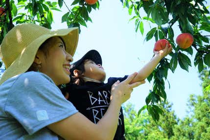 桃食べ放題！本場・紀州桃狩りと旬を迎える「鱧・生マグロ」のご昼食【大和八木・橿原神宮・五位堂発】