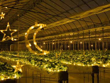 【千葉県内発】 ☆.。.:キラキラ「THE FARM星空いちご園」の「夜のいちご狩り」へ♬ 人気上昇中!水の郷「佐原」スイーツ食べ歩き☆.。.: 日帰り