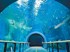 三宮・西宮・新大阪　発
№5931 「フェリーチェ」でいちご食べ放題！とビーフシチューランチ3