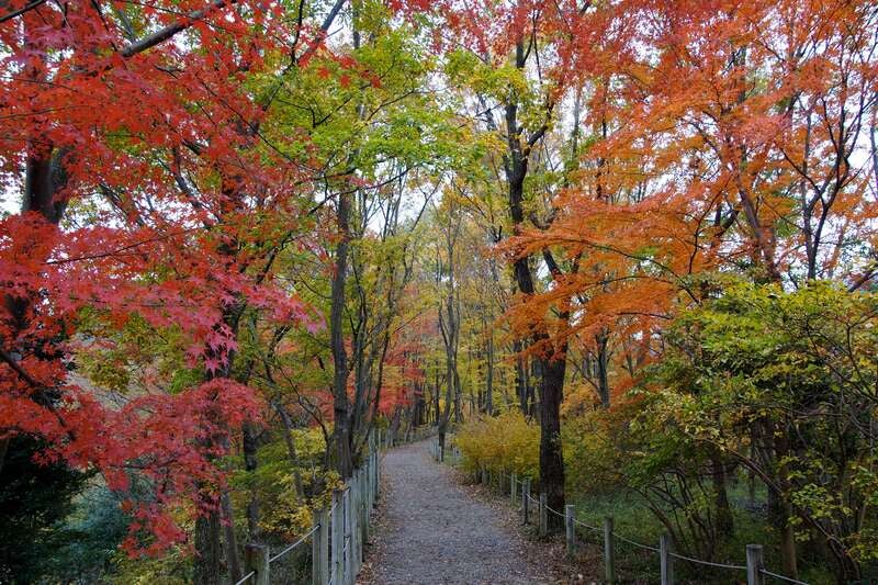 【栃木県内発】 ～秋の映え紅葉絶景めぐり～「宝徳寺」床もみじ特別公開と 清流に映えるもみじの嵐山渓谷3
