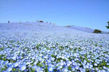 【ＪＲ和歌山駅発】 青の絶景「国営ひたち海浜公園ネモフィラ」と紫と白の絶景「足利の大藤」を訪ねる3日間