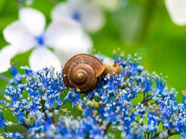 【茨城県内発】 あじさい咲く古都・鎌倉ぶらり散歩と葉山牛の牧場直営レストラン「角車」ビーフシチューの昼食