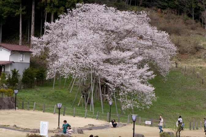 【名古屋発】飛騨さくら　桜×歴史×絶景 白川郷＆奇跡の桜めぐり　春の絶景満喫ツアー1