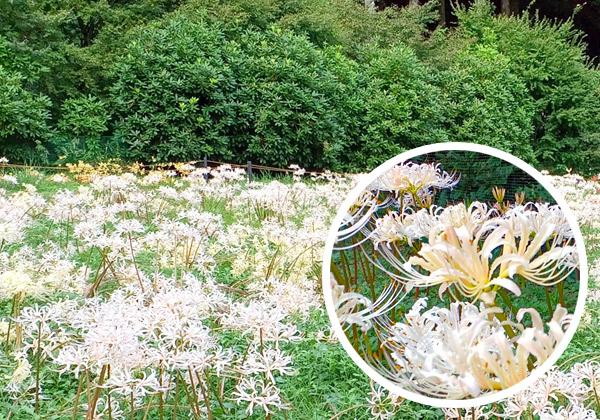約1万本の白い彼岸花と御神衣鑑賞と伝法寺庄古民家レストラン1