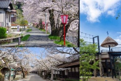 【広島駅新幹線口・アストラムライン古市駅発着／日帰り】魅惑の里山・真庭の 2つの桜の名所～美甘宿場桜と新庄がいせん桜～ 真庭あぐりガーデンで名物地元食材の昼食1