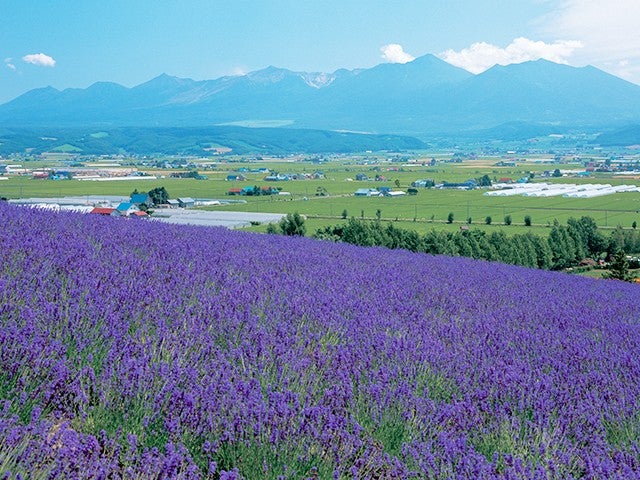 ■【旭川空港利用】旅程2日目：観光周遊バス「びえい号 パノラマコース」付！富良野エリアホテルチョイス3泊4日2