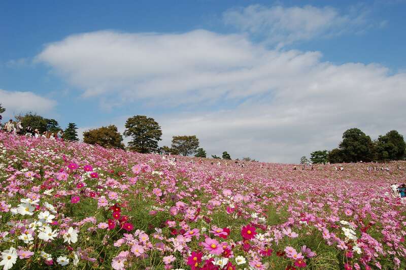 【群馬県内発】 昭和記念公園コスモスとドラマの舞台・深大寺　高幡不動尊　日帰り1