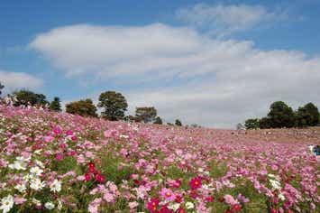 【群馬県内発】 昭和記念公園コスモスとドラマの舞台・深大寺　高幡不動尊　日帰り