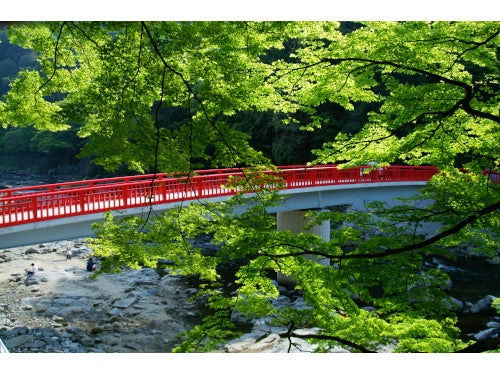 【名古屋発】本格フランス料理フルコース＆天空の花回廊！茶臼山高原芝桜の丘＆青もみじの香嵐渓3