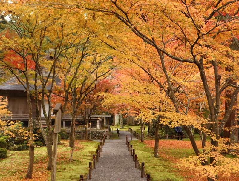 【福島県内発】 世界遺産清水寺と醍醐の紅葉狩り・ 京都大原三千院＆越後紅葉名所めぐり　3日間1