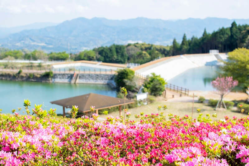 【岩国・玖珂発】 咲き誇る♪菅無田公園キリシマツツジと海上アルプス！青海島クルーズ　日帰り1