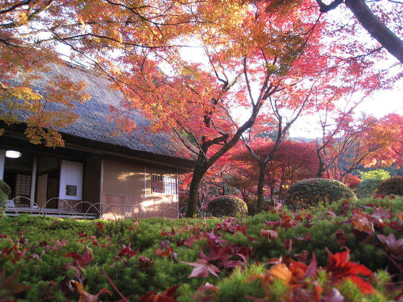 【防府・新山口発】九年庵秋の一般公開＆仁比山神社の紅葉と高嶺ルビー咲く筑後広域公園　日帰り1