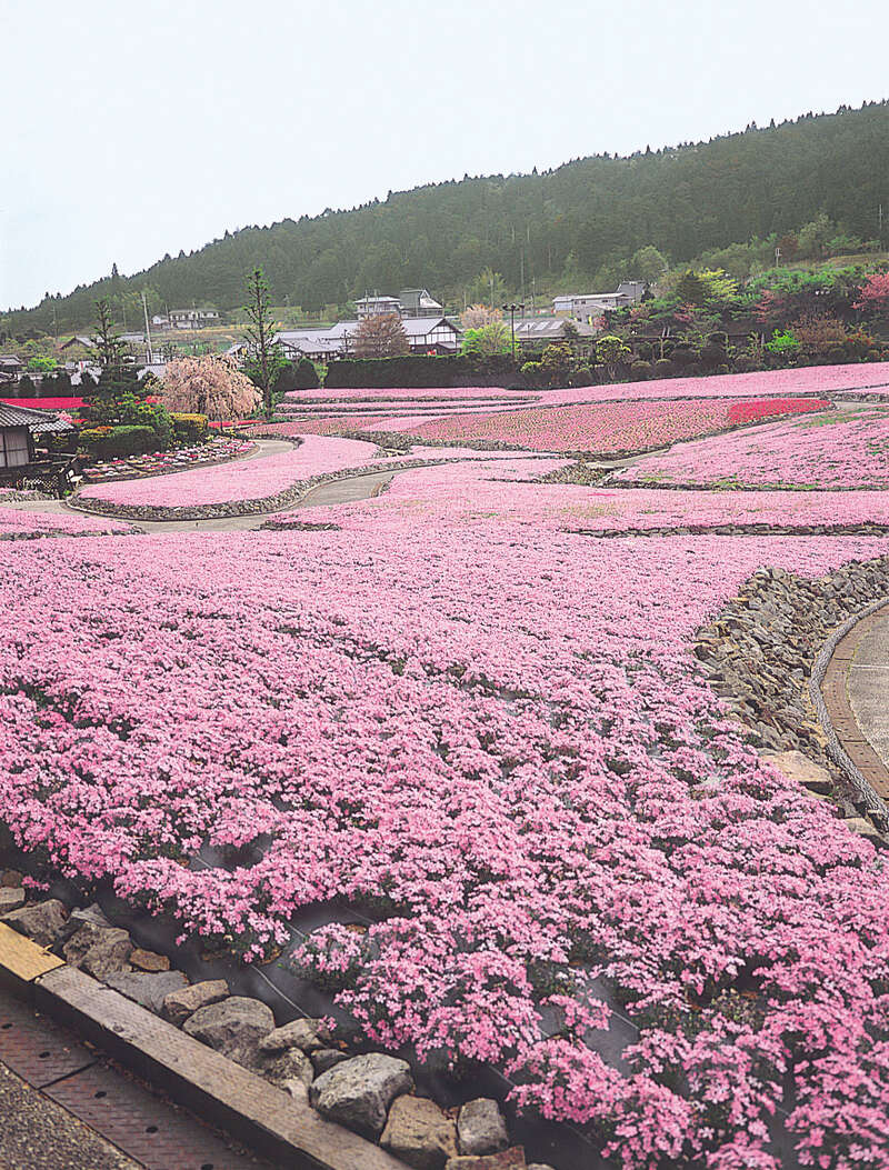 【大阪府内発】 絶景の藤のカーテン「白毫寺」九尺藤と一億輪の芝桜！「花のじゅうたん」　日帰り2