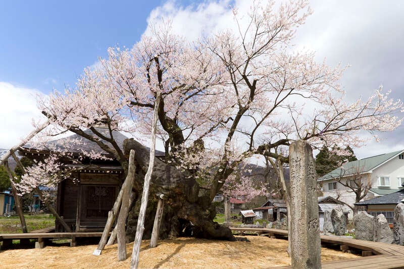 【白河・須賀川・郡山エリア発】 1000年余の時を咲かせる、全長43kmの桜色観光ルート！置賜さくら回廊７景（日帰り）3
