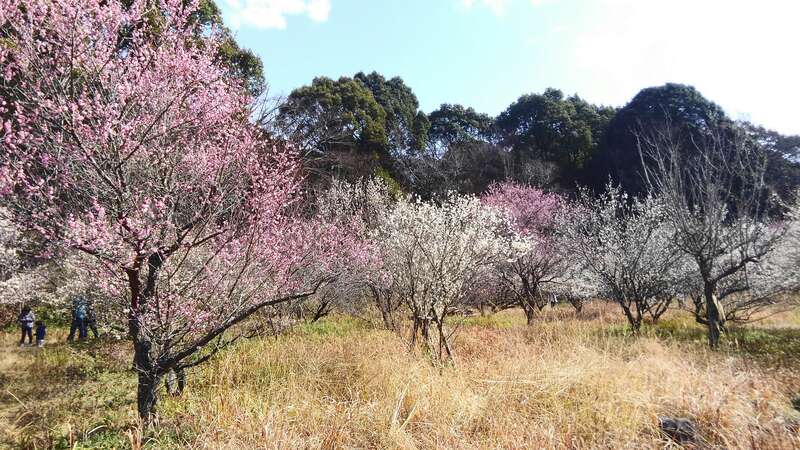 【佐賀駅発】 本場日本海で味わう紅ズワイガニ姿盛りを含む全８品カニづくしと東行庵紅白梅めぐり　日帰り1