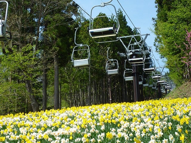 ■【群馬】天空に咲く絶景★関東最大級！100万株のすいせんまつり「ノルンみなかみフラワーガーデン」へ！赤城牛ステーキと舞茸わっぱ飯のご昼食＆いちご狩り食べ放題！1