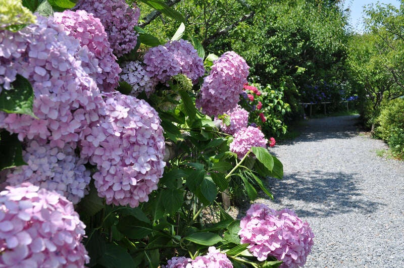 【和歌山県内発】 京都しょうざん 「渓涼床」にて京会席と ”隠れ名所” 梅宮大社のあじさい 日帰り3