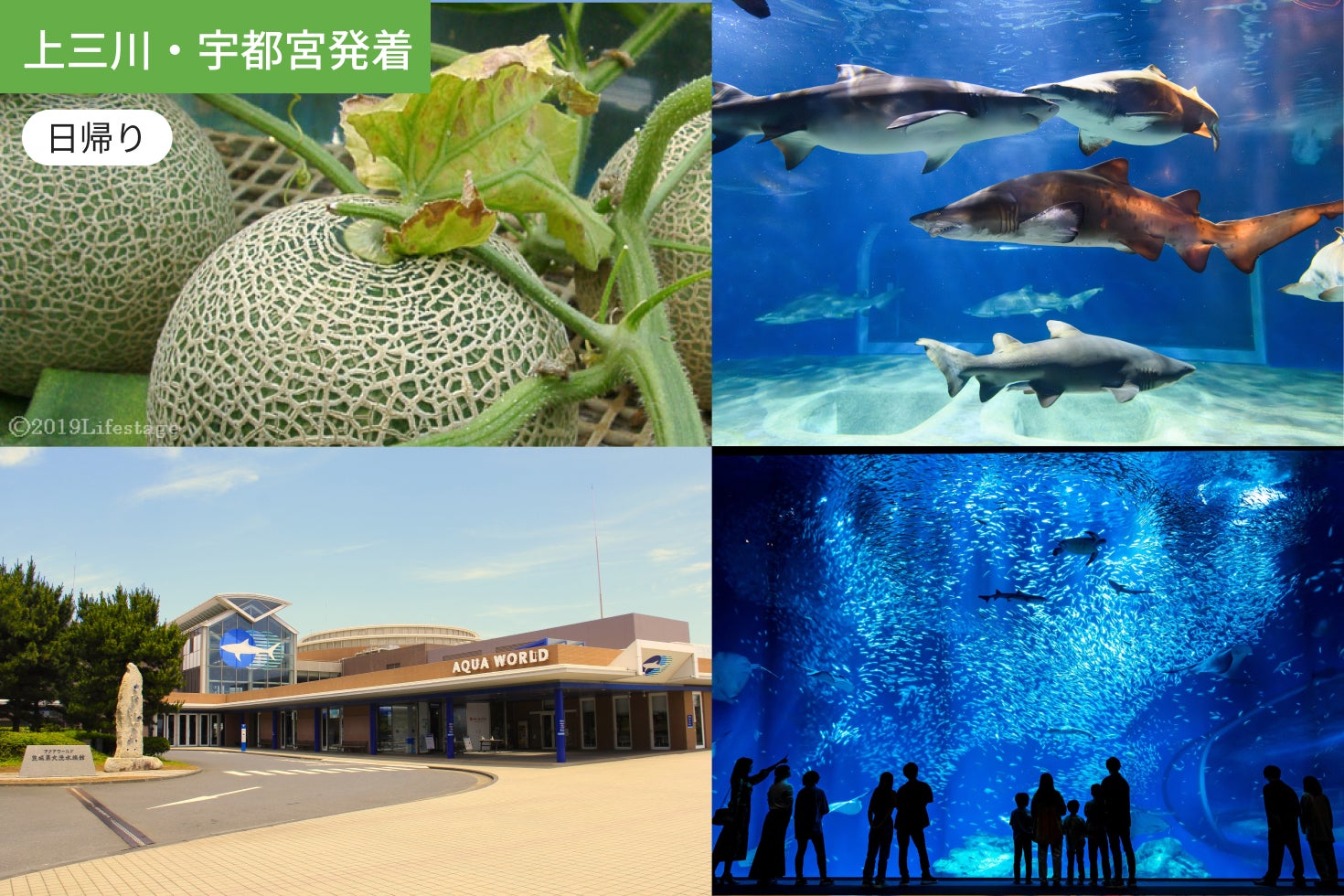 【上三川・宇都宮発着】甘くて楽しい！メロン狩りとうみのともだち/ WEB割引5%引き1