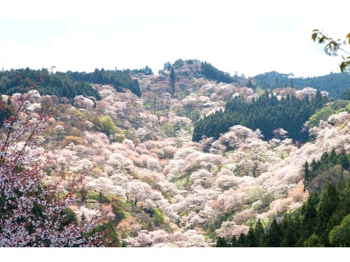 【津島・弥富発】日本屈指の桜の名所！世界遺産 吉野山千本桜1