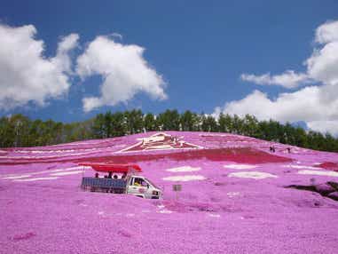 【札幌駅南口発】 春の北海道　道東花めぐり 滝上・東藻琴の２つの芝桜・ゆうべつチューリップ公園と ホテル網走湖荘　(2日間）