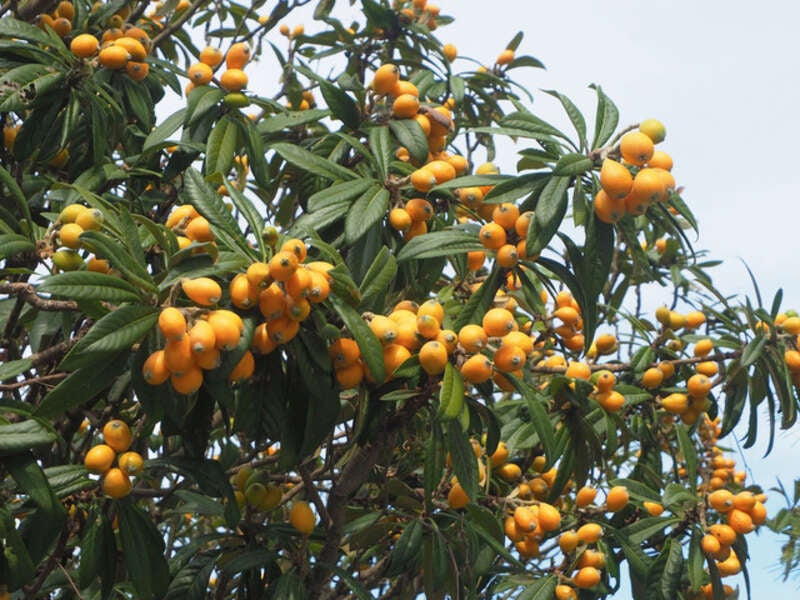 【JR福山駅発】淡路島　びわ狩り食べ放題　日帰り1