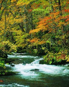 【秋田市内～井川さくら発】 青森　紅葉名所3か所めぐる　「奥入瀬渓流」「中野もみじ山」 「弘前公園」日帰り
