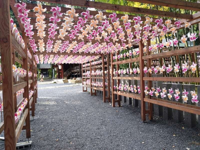 【秋田市内発】 本場山形初物サクランボ狩り 源泉かけ流し天然の美人の湯　蔵王温泉　東沢バラ公園バラ見学2日間3