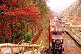 らんざんで京料理のご昼食 屋形船と嵯峨のﾄﾛｯｺ列車で巡る嵐山の紅葉3