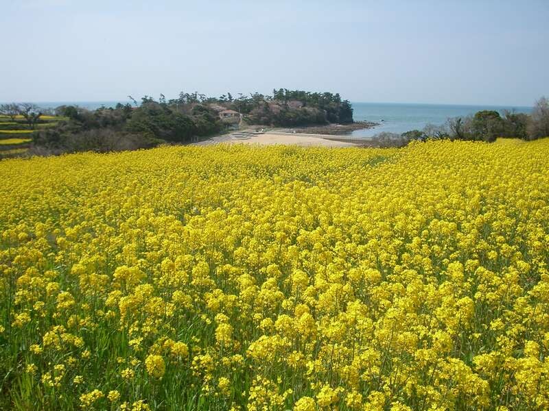 【出雲市駅・松江駅・安来駅・米子駅発】 湯煙旅情！湯ったり黒川温泉郷と「日本一のおんせん県」めぐり2日間3