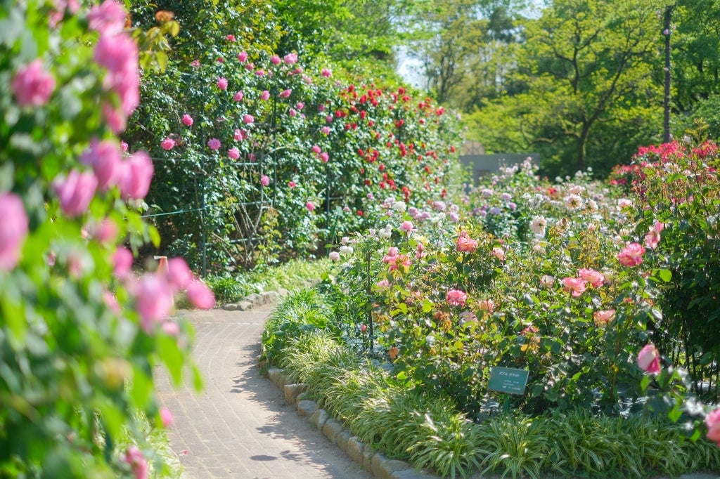 石橋文化センター癒しの春の花まつりとホテルオークラ福岡豪華ランチブッフェ・太宰府天満宮参拝🚌日帰りバスツアー1